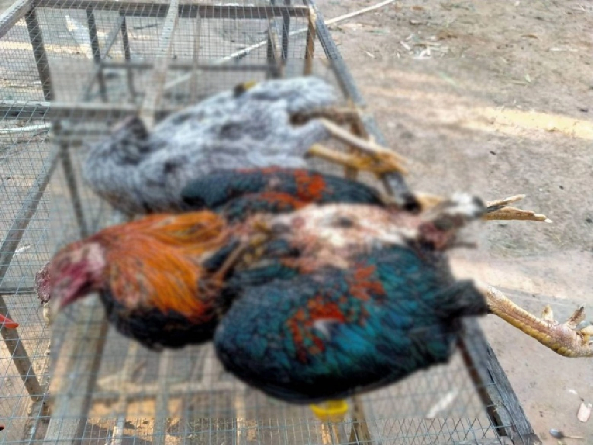 เซียนไก่ชน ชัยภูมิแทบช็อก หมาเพื่อนบ้านสุดโหดมุดเล้าไก่ชนไล่กัดจนเกลี้ยง