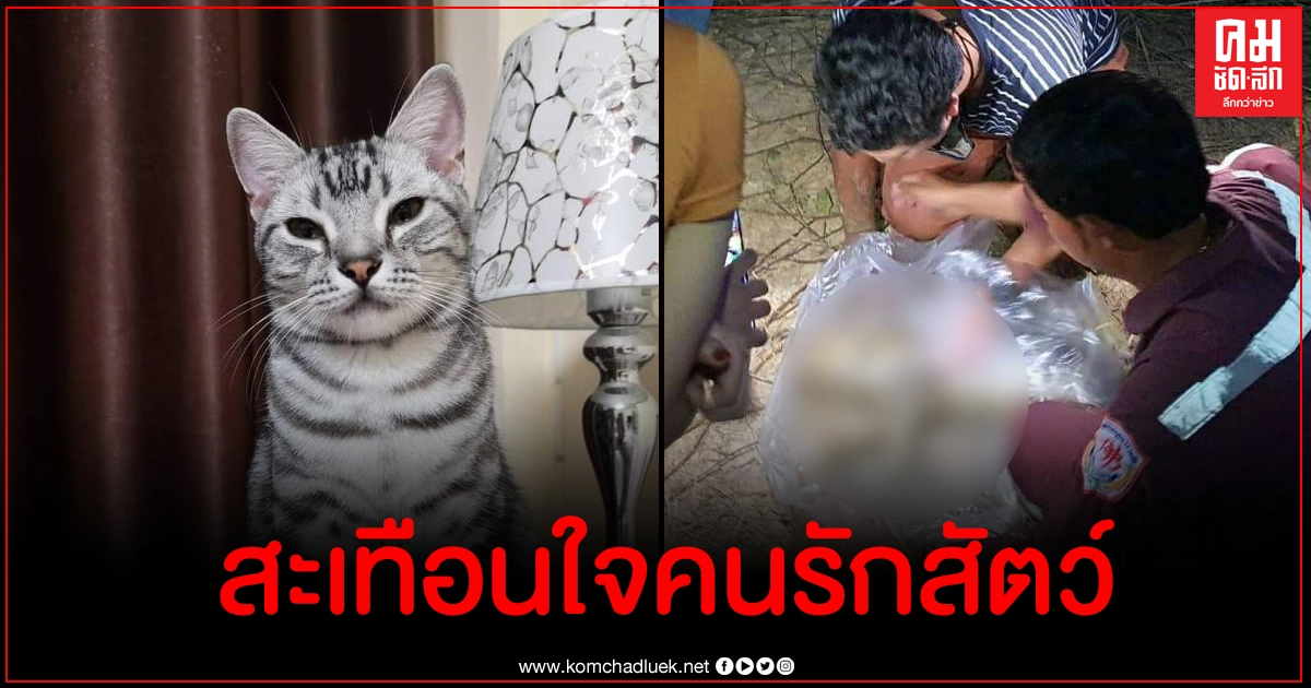 เปิดคลิปนาทีพบร่างไร้ลมหายใจแมวเจ้าสัว วอชด็อกชี้เข้าข่ายทารุณสัตว์ เปิดคลิปนาทีพบร่างไร้ลมหายใจแมวเจ้าสัว วอชด็อกชี้เข้าข่ายทารุณสัตว์