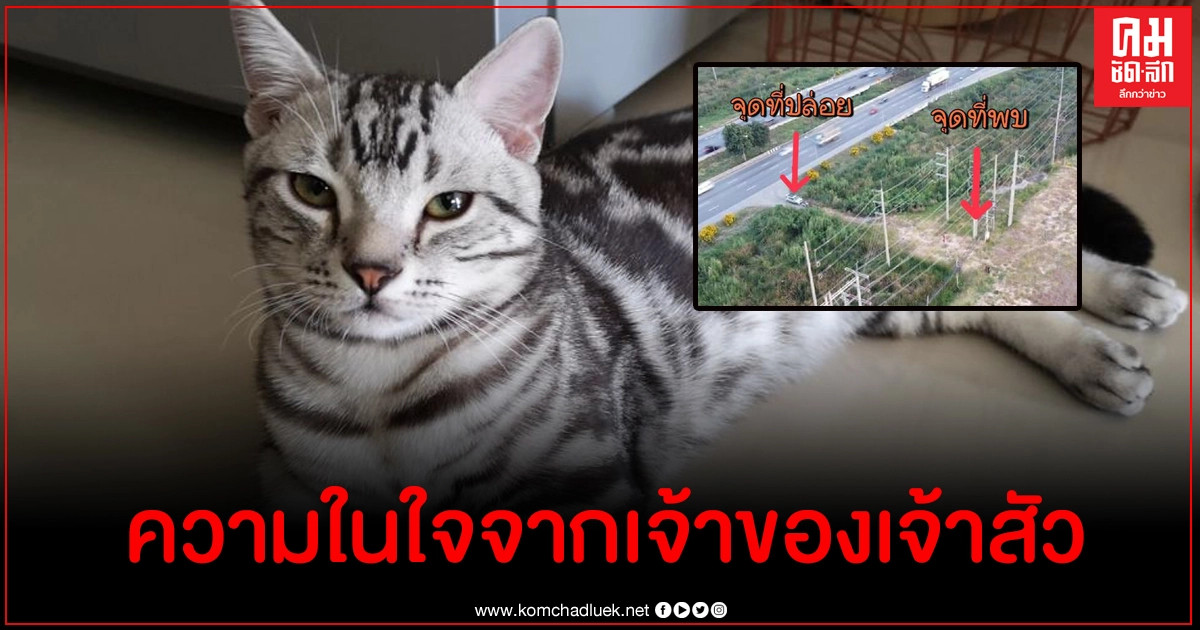 เจ้าของแมวเจ้าสัว ซัดกู้ภัยชุดนี้ไม่มีวุฒิภาวะ เอาตนไปโพสต์ประจาน ว่าร้าย ข่มขู่ เจ้าของแมวเจ้าสัว ซัดกู้ภัยชุดนี้ไม่มีวุฒิภาวะ เอาตนไปโพสต์ประจาน ว่าร้าย ข่มขู่