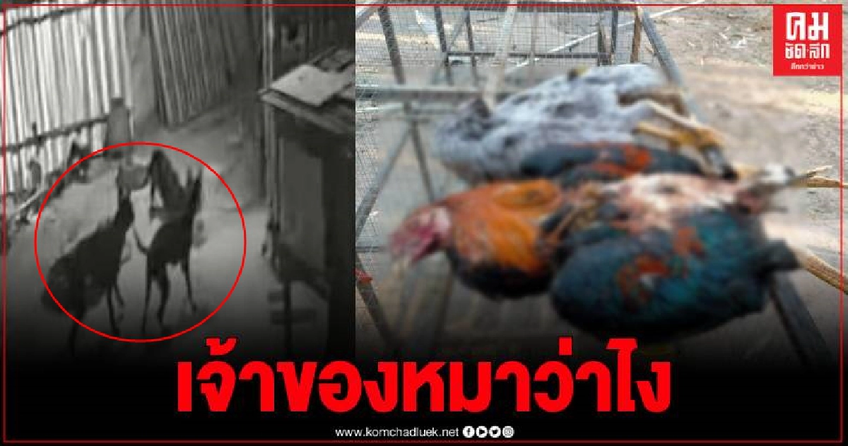 เซียนไก่ชน ชัยภูมิแทบช็อก หมาเพื่อนบ้านสุดโหดมุดเล้าไก่ชนไล่กัดจนเกลี้ยง เซียนไก่ชน ชัยภูมิแทบช็อก หมาเพื่อนบ้านสุดโหดมุดเล้าไก่ชนไล่กัดจนเกลี้ยง