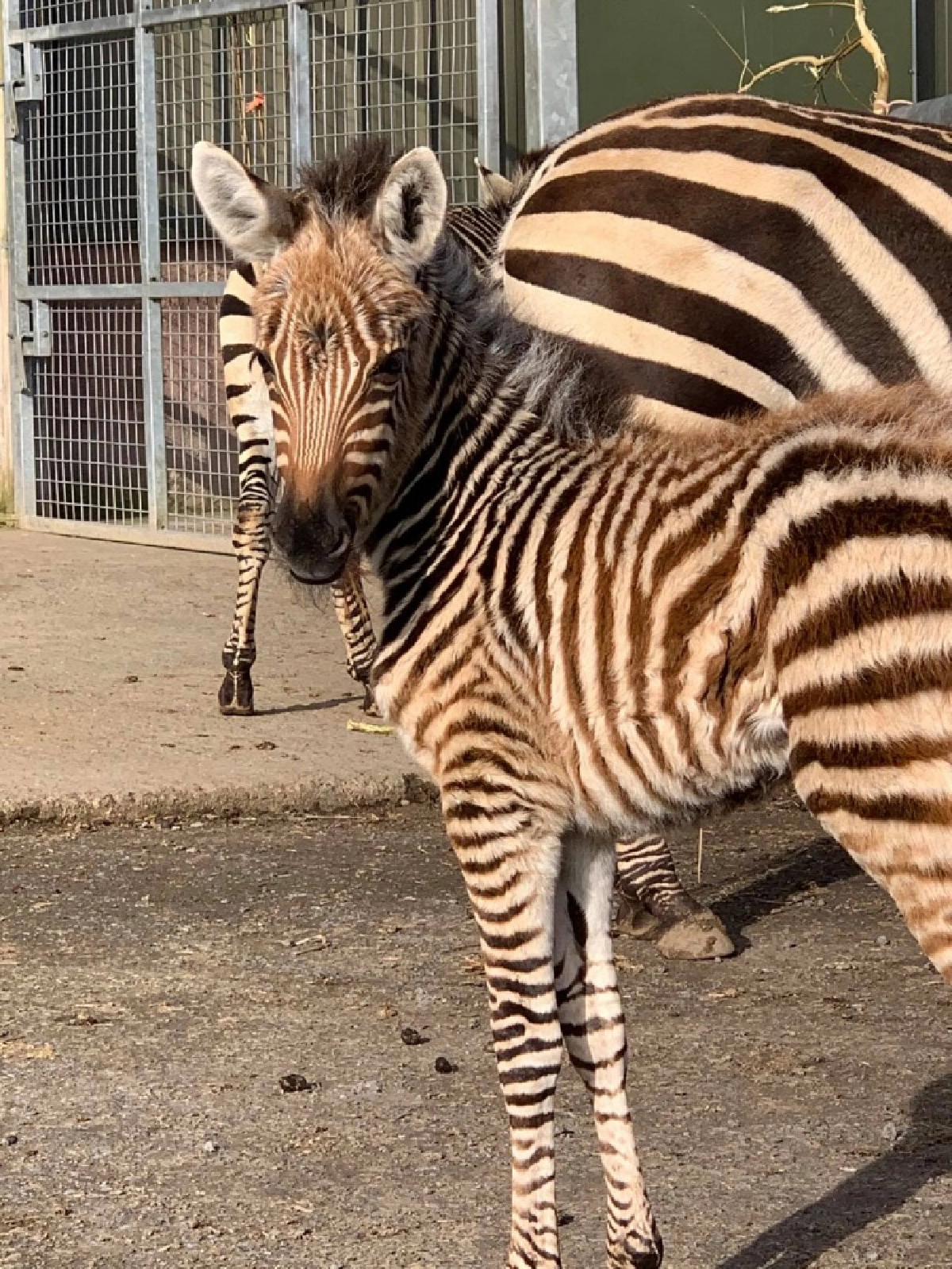 สวนสัตว์ในอังกฤษสูญเสียลูกม้าลาย ตื่นกลัวเสียงพลุเป็นเหตุ