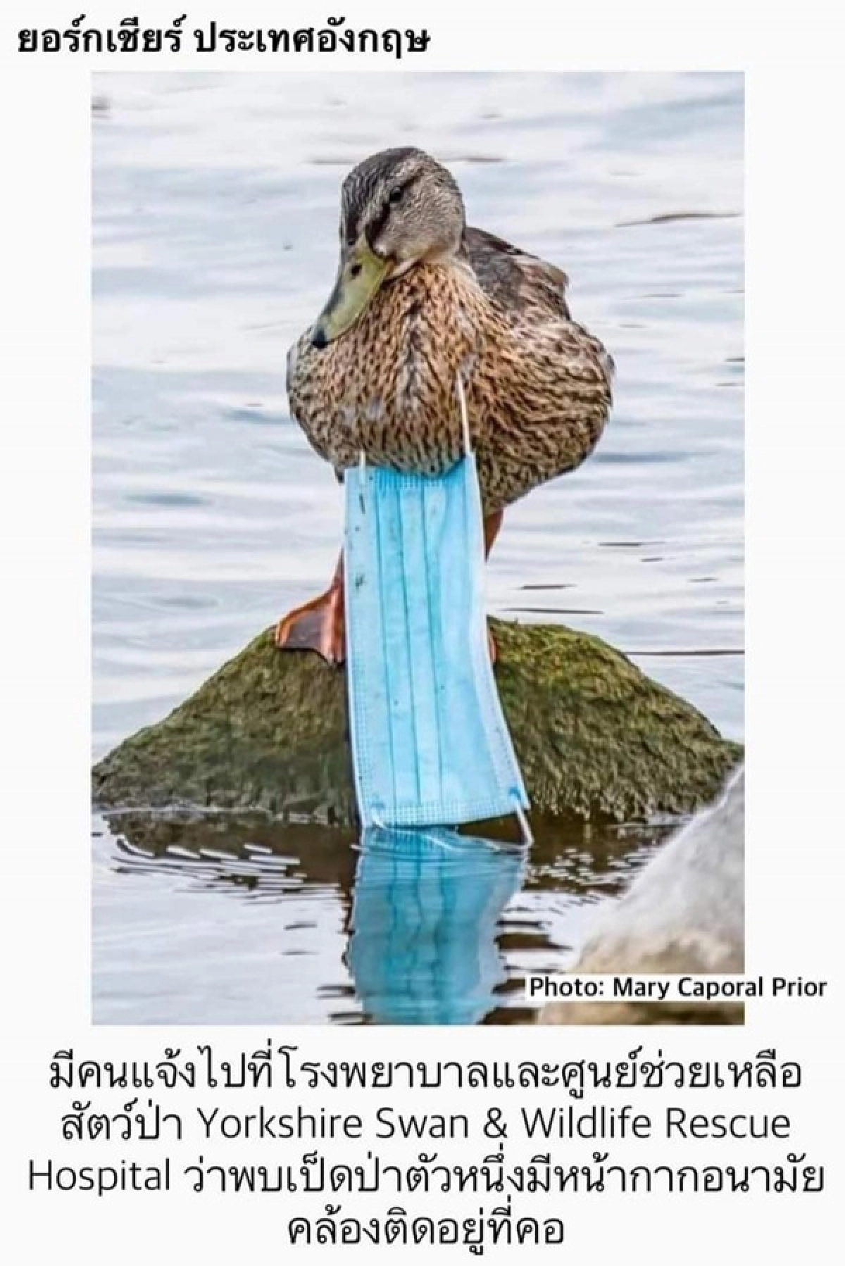 โควิด-19, หน้ากากอนามัย