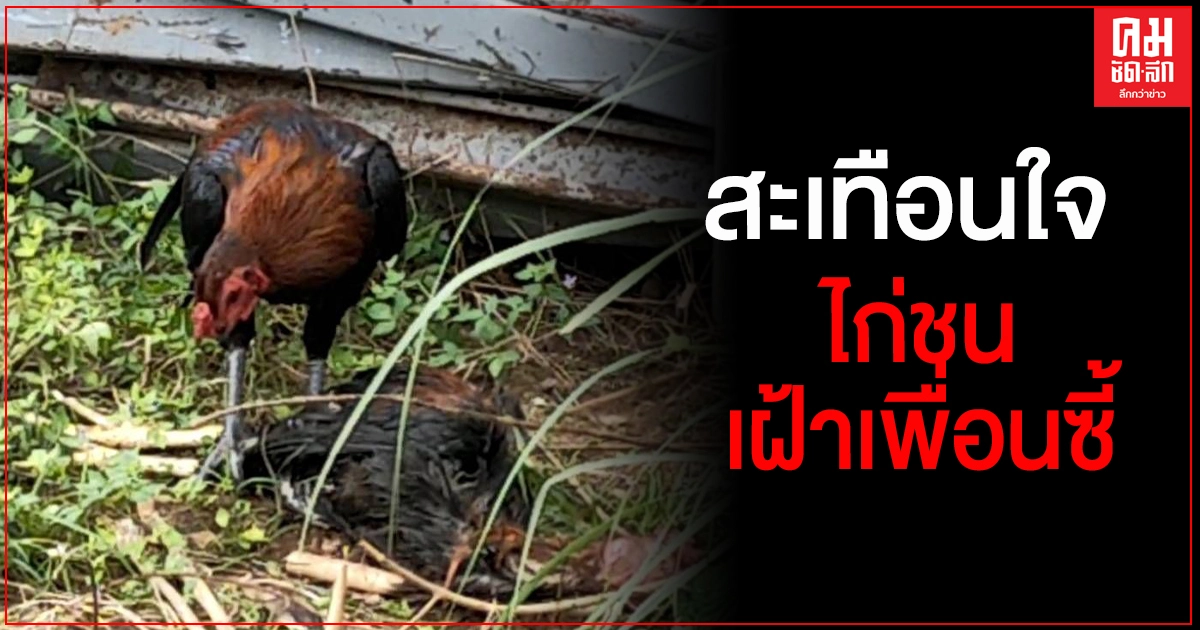 ภาพสุดสะทือนใจ ไก่ชนเฝ้าเพื่อนซี้จมน้ำตายไม่ยอมห่าง ภาพสุดสะทือนใจ ไก่ชนเฝ้าเพื่อนซี้จมน้ำตายไม่ยอมห่าง