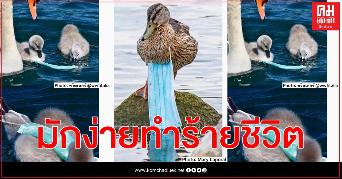 วอนทำก่อนทิ้ง หน้ากากอนามัย อย่าให้ความมักง่าย หรือความไม่รู้ทำร้ายชีวิตสัตว์เลย