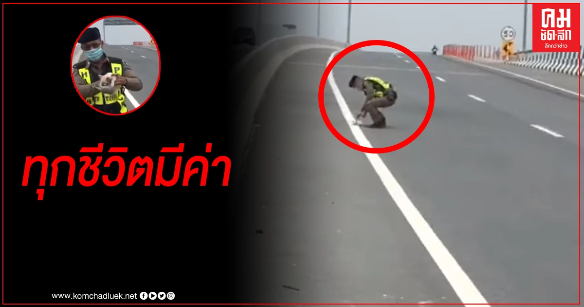 โซเชียลแห่ชื่นชม นาทีตำรวจทางหลวงช่วยชีวิตลูกแมวตกอยู่กลางถนน 