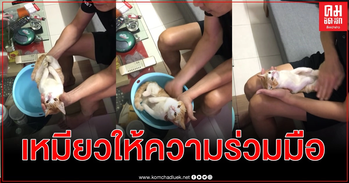 คลิปไวรัลจากเวียดนาม ว่าที่คุณปู่สาธิตวิธีอาบน้ำเบบี๋โดยใช้น้องเหมียวเป็นสื่อการสอน คลิปไวรัลจากเวียดนาม ว่าที่คุณปู่สาธิตวิธีอาบน้ำเบบี๋โดยใช้น้องเหมียวเป็นสื่อการสอน