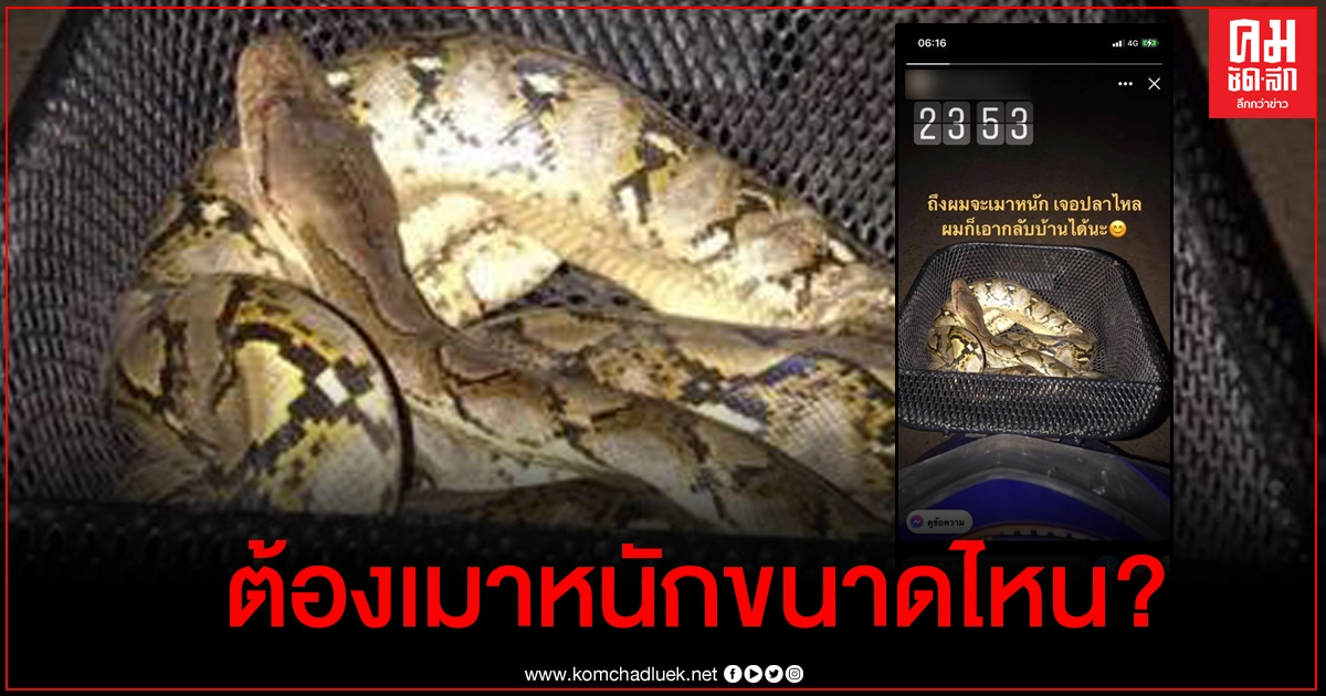 สุดฮา หนุ่มเมาหนักมองงูเป็นปลา จับใส่ตะกร้ารถกลับบ้านเฉย ชาวเน็ตแห่แซว สุดฮา หนุ่มเมาหนักมองงูเป็นปลา จับใส่ตะกร้ารถกลับบ้านเฉย ชาวเน็ตแห่แซว