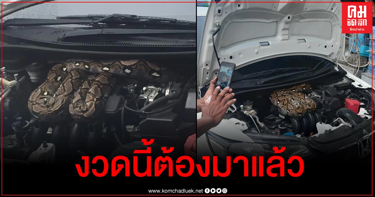 สาวกรี๊ดลั่น เปิดกระโปรงเจองูเหลือมตัวใหญ่ ชาวเน็ตแห่ส่องทะเบียนงวดนี้ต้องมาแล้ว