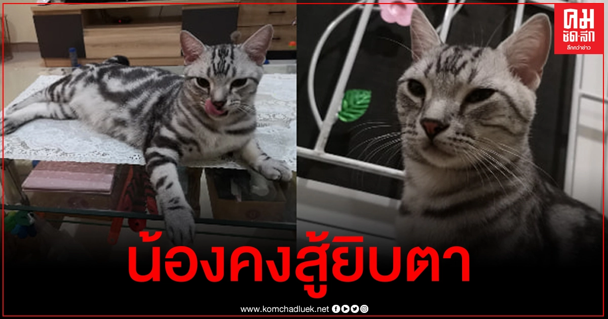เจ้าของแมวเจ้าสัว เคลื่อนไหวหลังผลชันสูตรออก สงสารจับใจ พูดไม่ออก