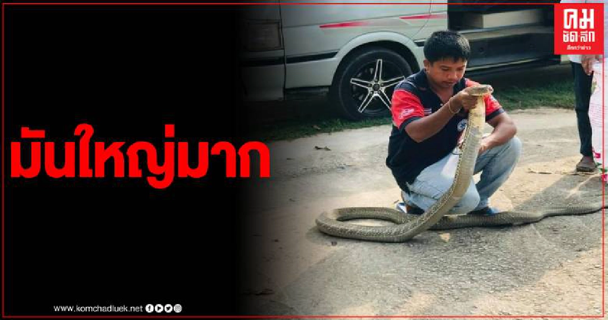 คอหวยตาลุกวาว หลังโซเชี่ยลแชร์คลิป อาสากู้ภัยทรายขาว จับงูบองหลา 4 เมตร ลอกคราบ คอหวยตาลุกวาว หลังโซเชี่ยลแชร์คลิป อาสากู้ภัยทรายขาว จับงูบองหลา 4 เมตร ลอกคราบ