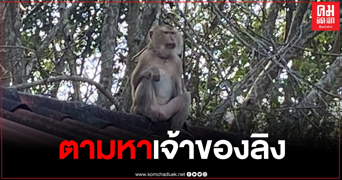 หนุ่มช่างรับเหมา ตามหาเจ้าของลิงกัง แอบมาอยู่บนหลังคาบ้านร่วม 2 เดือน หนุ่มช่างรับเหมา ตามหาเจ้าของลิงกัง แอบมาอยู่บนหลังคาบ้านร่วม 2 เดือน