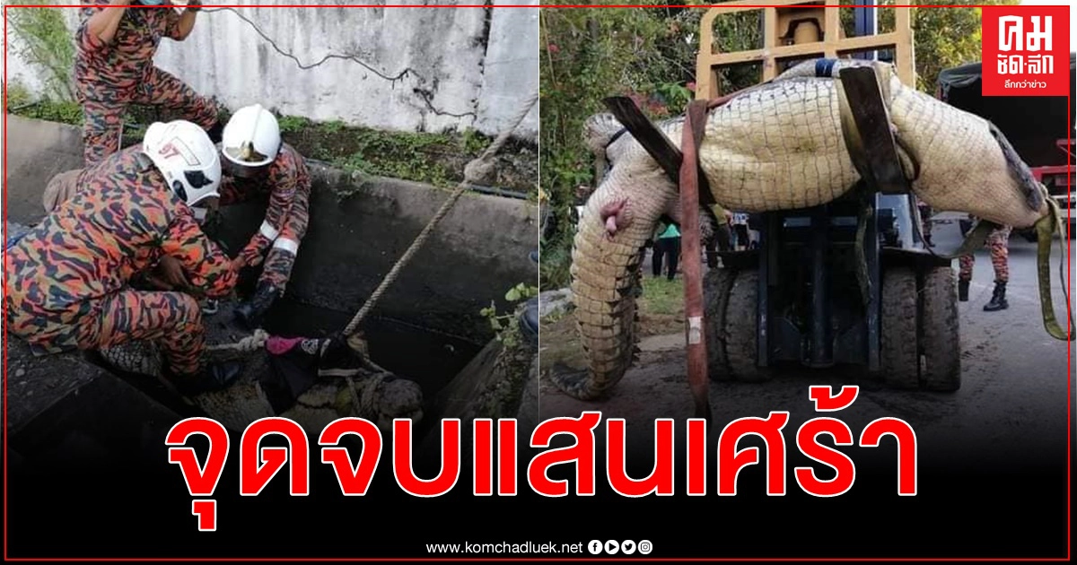 ไม่น่าเลย จระเข้ยักษ์อายุ 80 ปีติดคลองระบายน้ำ กู้ภัยรุดช่วยแต่ชาวบ้านลงมือไปก่อนแล้ว ไม่น่าเลย จระเข้ยักษ์อายุ 80 ปีติดคลองระบายน้ำ กู้ภัยรุดช่วยแต่ชาวบ้านลงมือไปก่อนแล้ว