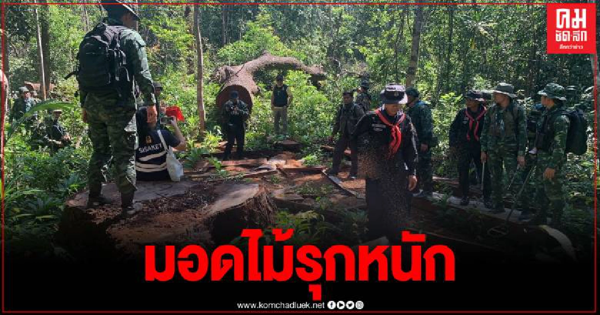 ต้นตะเคียนทอง กว่า 300 ปี ถูกลอบตัดเกลื่อนป่าชายแดนไทย-กัมพูชา ต้นตะเคียนทอง กว่า 300 ปี ถูกลอบตัดเกลื่อนป่าชายแดนไทย-กัมพูชา