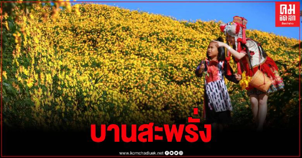 ทุ่งบัวตองกว่า 100 ไร่ บานสะพรั้ง รอต้อนรับนักท่องเที่ยว ทุ่งบัวตองกว่า 100 ไร่ บานสะพรั้ง รอต้อนรับนักท่องเที่ยว