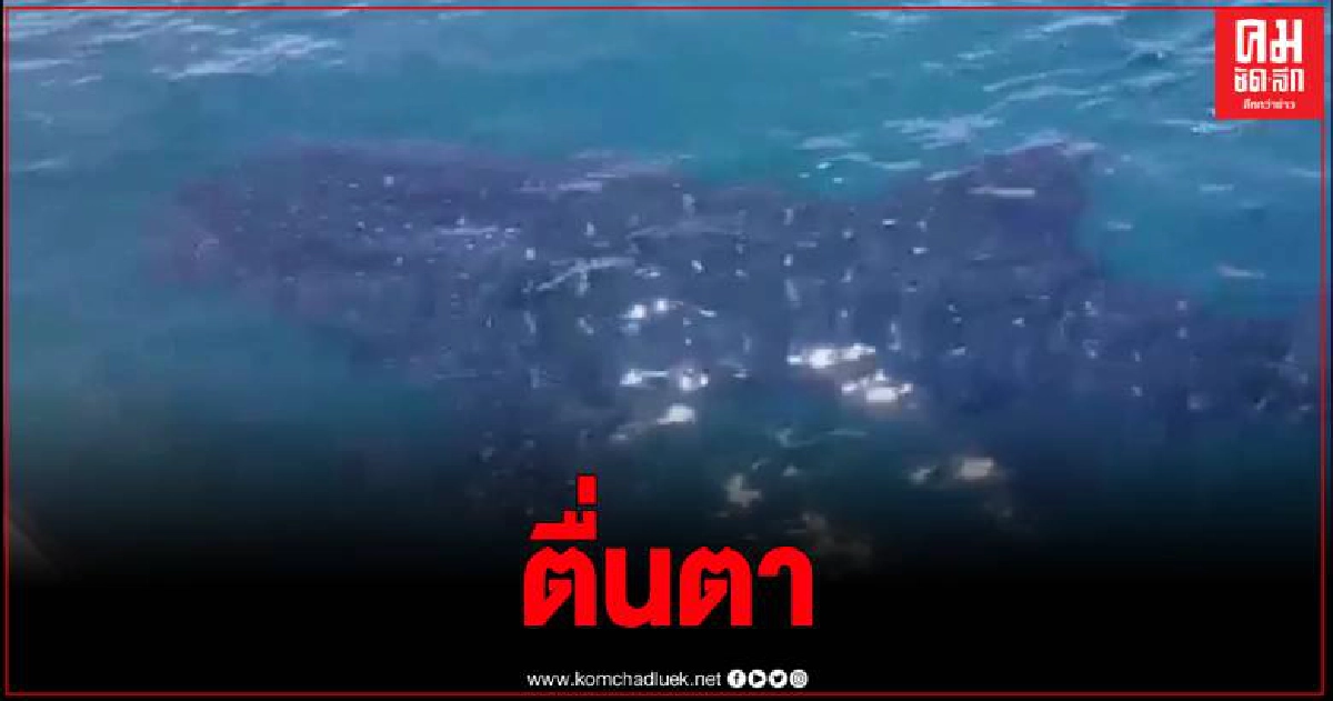 ตื่นเต้น ฉลามวาฬ ปลาช่อนทะเลโผล่อวดโฉม นทท.ที่เกาะห้อง จ.กระบี่ ตื่นเต้น ฉลามวาฬ ปลาช่อนทะเลโผล่อวดโฉม นทท.ที่เกาะห้อง จ.กระบี่
