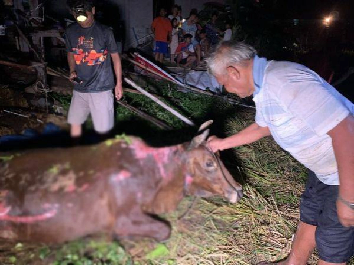 อนาถน้องสร้อย วัวเพศเมียท้อง 7 เดือน โดนไฟลวกทั้งตัวอาการสาหัส