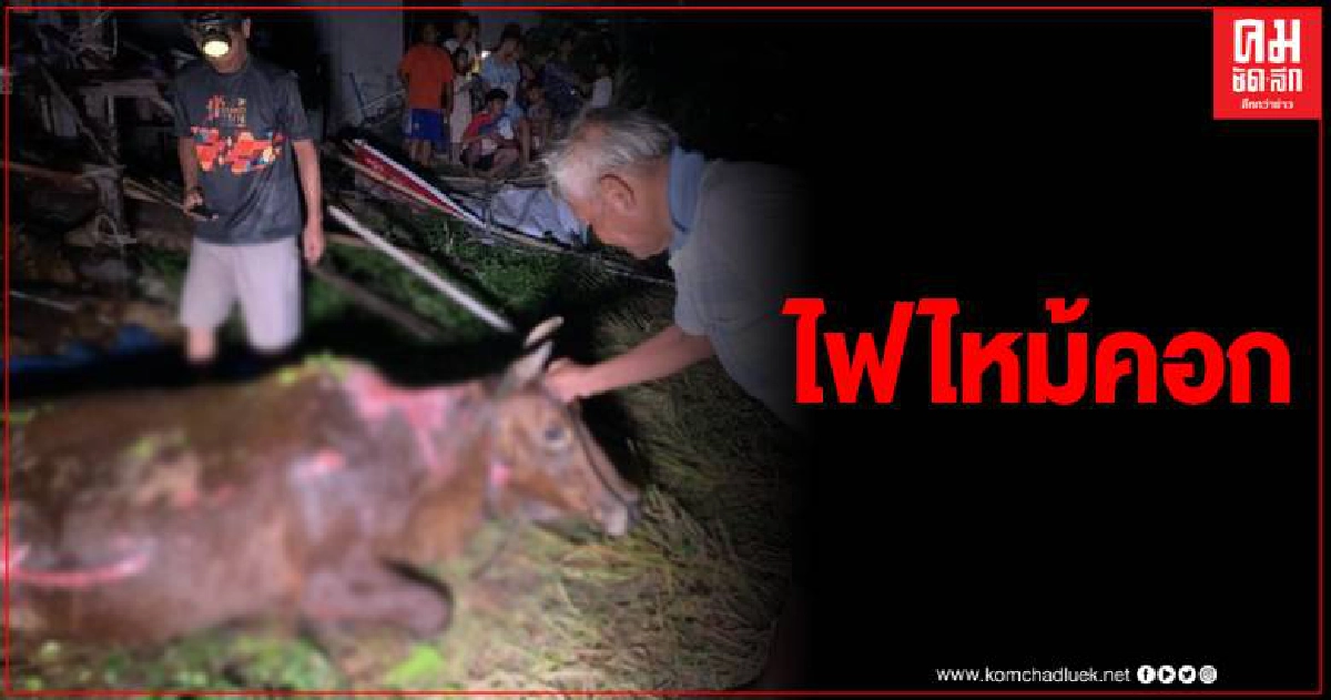 อนาถน้องสร้อย วัวเพศเมียท้อง 7 เดือน โดนไฟลวกทั้งตัวอาการสาหัส อนาถน้องสร้อย วัวเพศเมียท้อง 7 เดือน โดนไฟลวกทั้งตัวอาการสาหัส