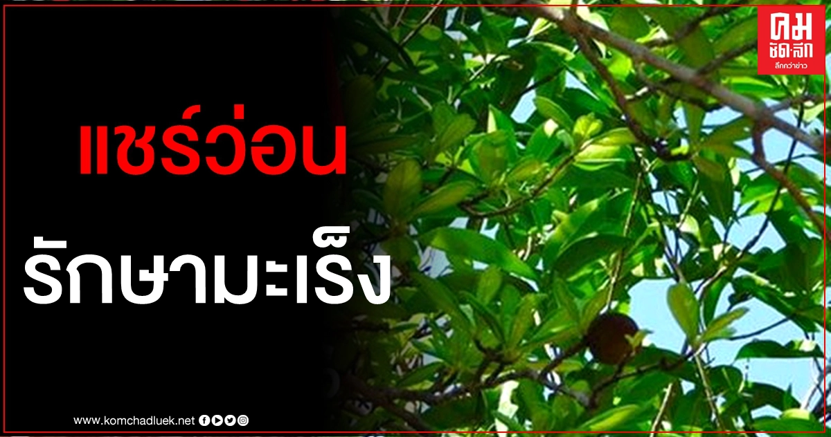 ว่อนโซเชียล สมุนไพรหนามแท่งรักษามะเร็ง เพจดังเตือนหยุดแชร์ ว่อนโซเชียล สมุนไพรหนามแท่งรักษามะเร็ง เพจดังเตือนหยุดแชร์