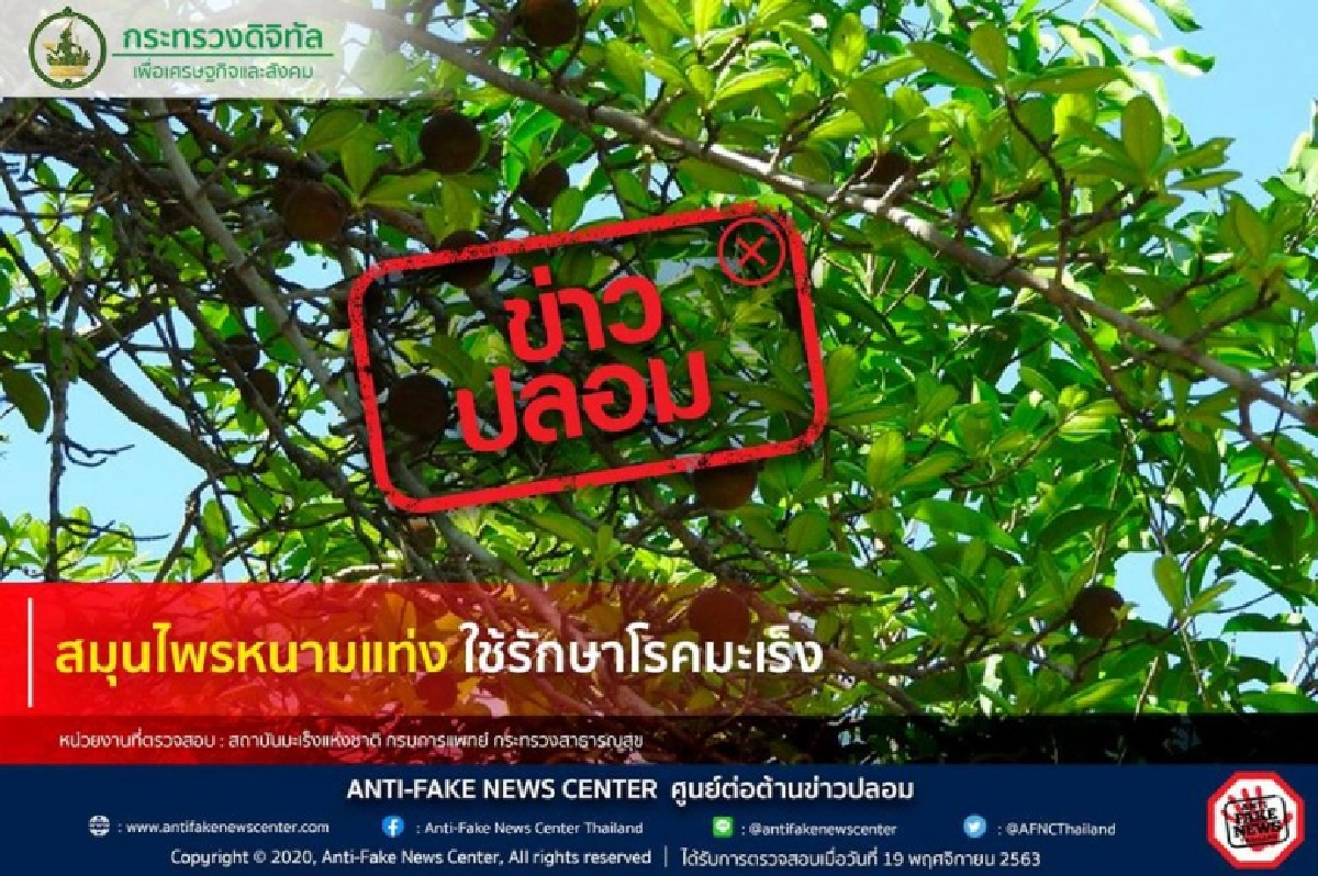 หนามแท่ง, มะเร็ง, รักษามะเร็ง