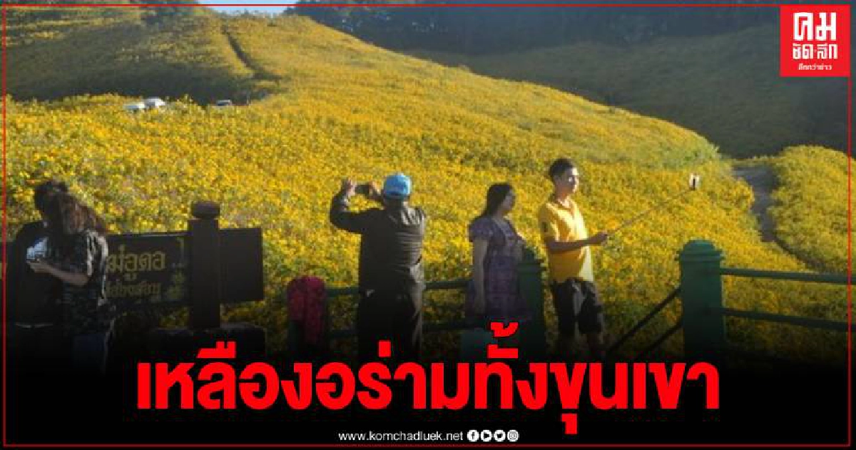 นักท่องเที่ยว แห่เที่ยวชมเทศกาลดอกบัวตองบานที่ดอยแม่อูคอ อ.ขุนยวม จ.แม่ฮ่องสอน นักท่องเที่ยว แห่เที่ยวชมเทศกาลดอกบัวตองบานที่ดอยแม่อูคอ อ.ขุนยวม จ.แม่ฮ่องสอน