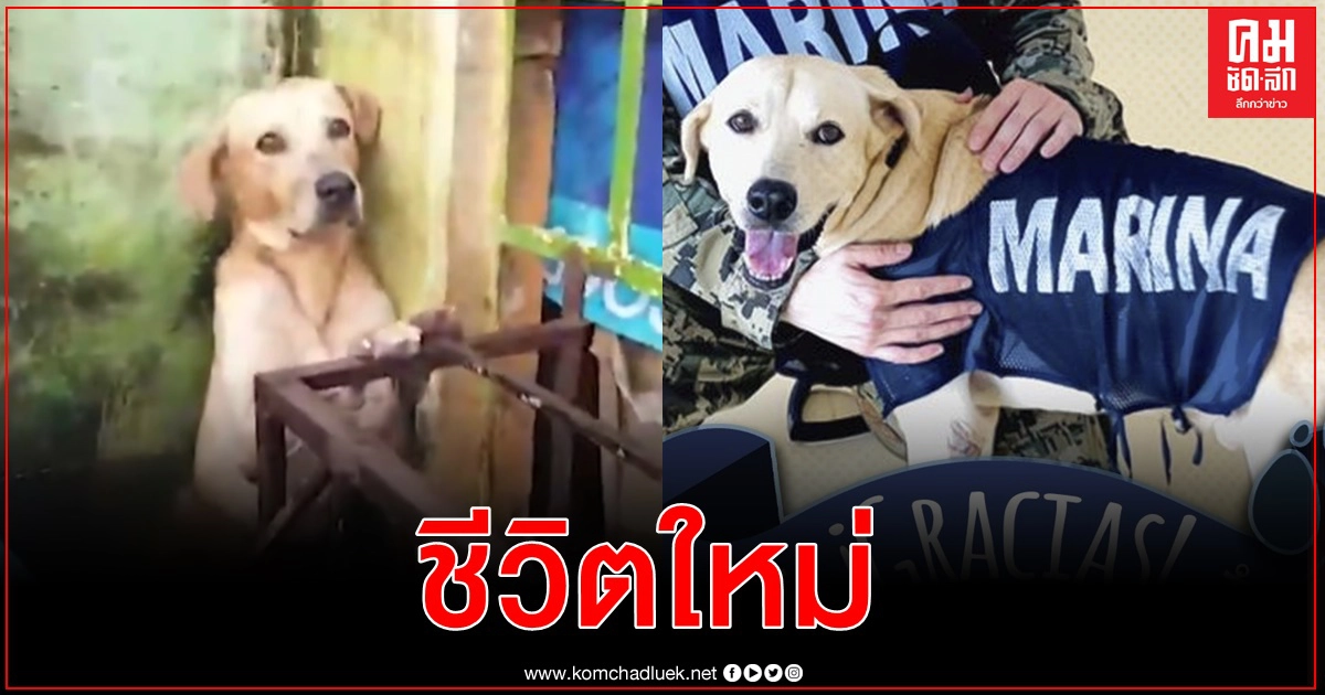 สุนัขหน้าหมองที่กองทัพเรือเม็กซิโกช่วยจากน้ำท่วมในคลิปโด่งดัง ได้งานทำในหน่วยค้นหา สุนัขหน้าหมองที่กองทัพเรือเม็กซิโกช่วยจากน้ำท่วมในคลิปโด่งดัง ได้งานทำในหน่วยค้นหา