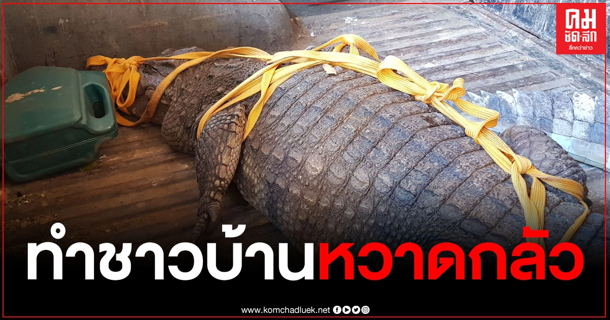 ชาวบ้านหวาดกลัว เจอจระเข้ตัวใหญ่ ยาวกว่า 3 เมตร นอนอวดโฉมอยู่กลางศาลา ชาวบ้านหวาดกลัว เจอจระเข้ตัวใหญ่ ยาวกว่า 3 เมตร นอนอวดโฉมอยู่กลางศาลา