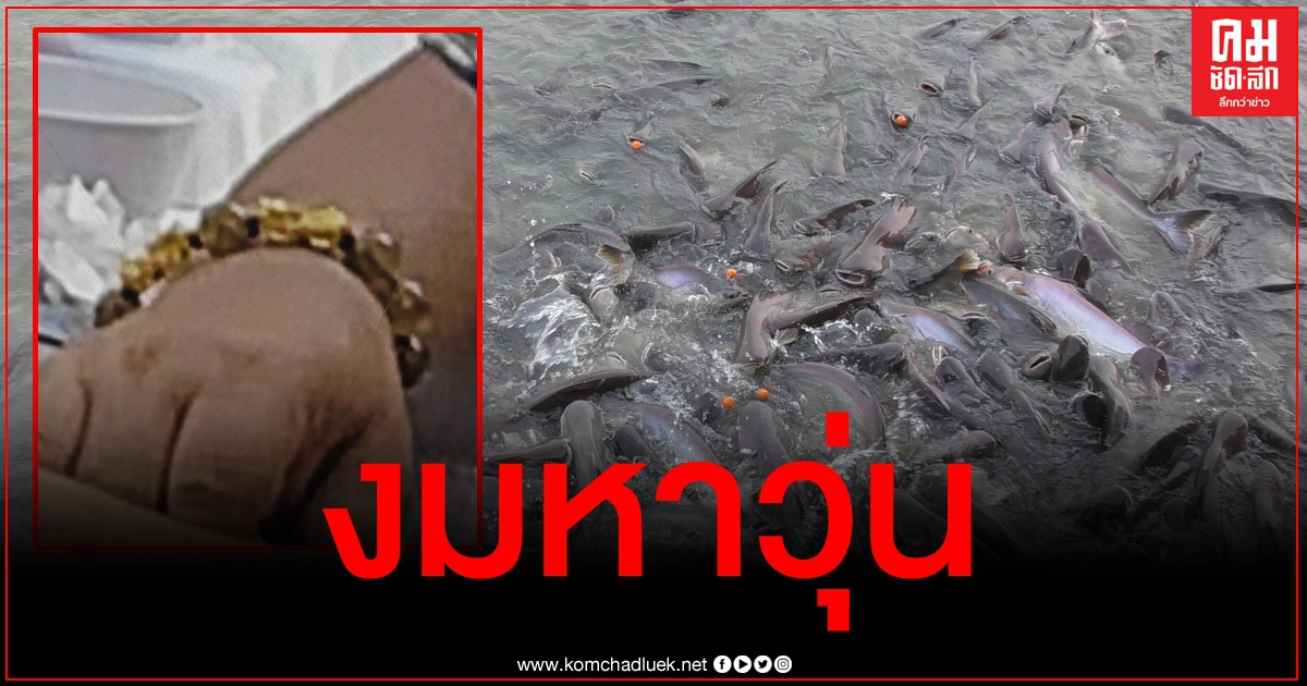 หนุ่มเซ็งทำปี่เซียะทองคำตกน้ำ เดือดร้อนจนท.งมหาวุ่น 4 ชม.ไม่เจอคาดปลากินไปแล้ว หนุ่มเซ็งทำปี่เซียะทองคำตกน้ำ เดือดร้อนจนท.งมหาวุ่น 4 ชม.ไม่เจอคาดปลากินไปแล้ว