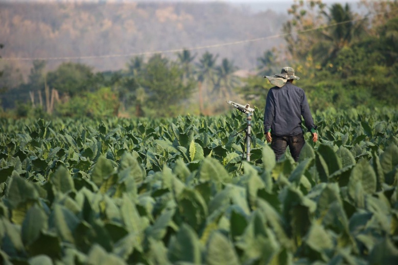 ชาวไร่สุโขทัยโวย นายกฯ สั่งชะลอเงินชดเชยชาวไร่ยาสูบ วอนรัฐฯ ดูแลเกษตรทุกกลุ่มเท่าเทียมกัน