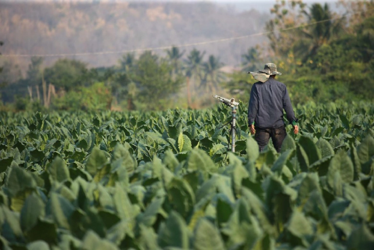 ชาวไร่สุโขทัยโวย นายกฯ สั่งชะลอเงินชดเชยชาวไร่ยาสูบ วอนรัฐฯ ดูแลเกษตรทุกกลุ่มเท่าเทียมกัน