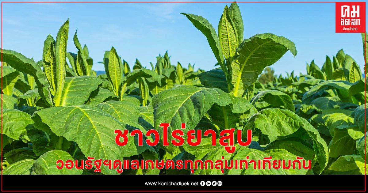 ชาวไร่สุโขทัยโวย นายกฯ สั่งชะลอเงินชดเชยชาวไร่ยาสูบ วอนรัฐฯ ดูแลเกษตรทุกกลุ่มเท่าเทียมกัน