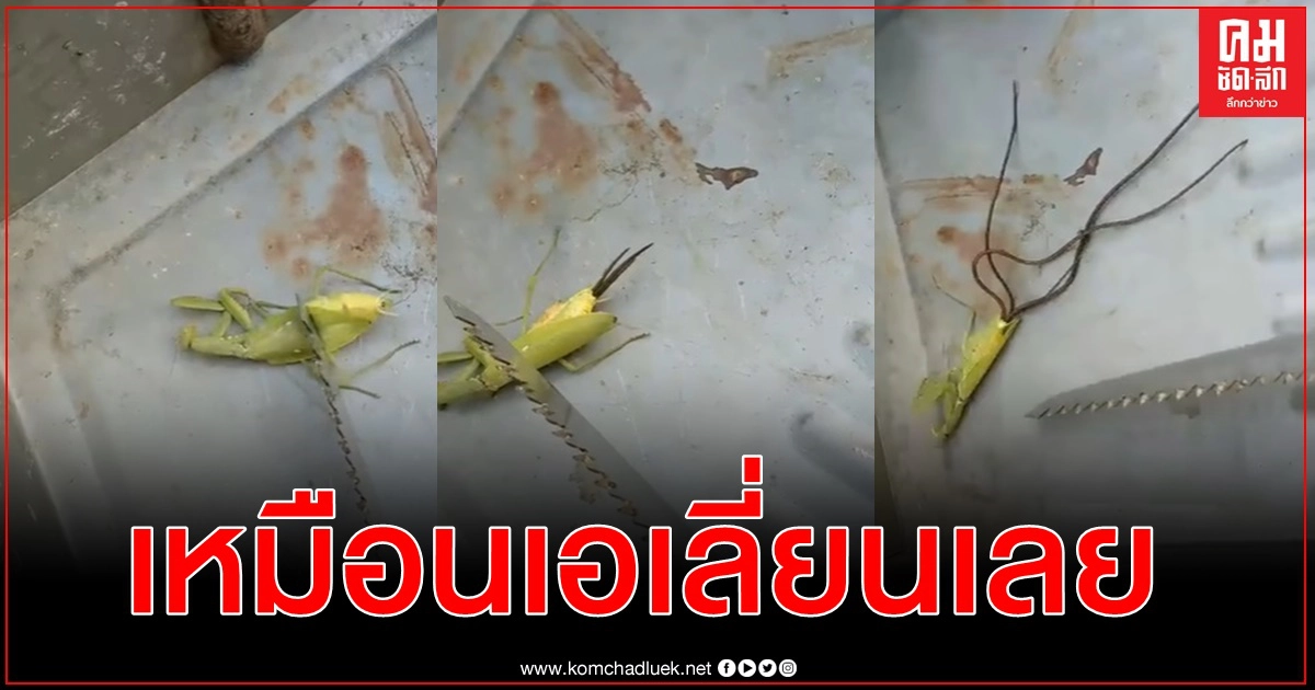 คลิปชวนขนลุก พยาธิขนม้าค่อยๆออกมาจากตั๊กแตนตำข้าว ยาวเฟื้อย