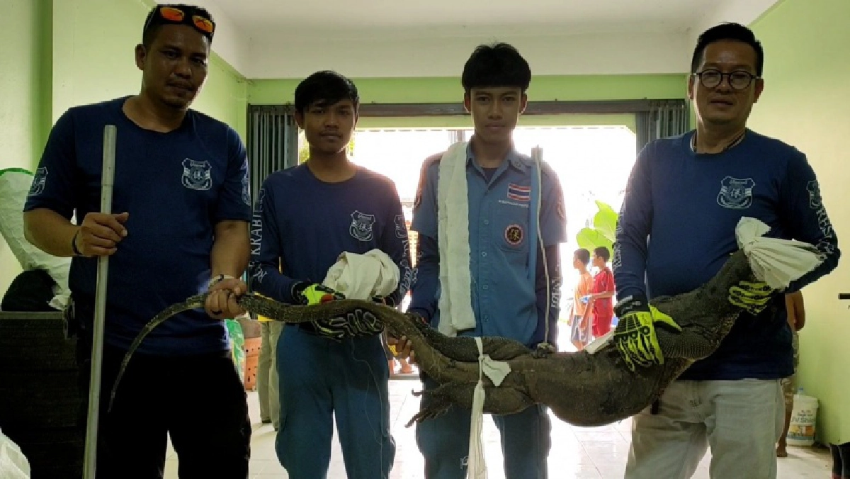 สาวแจ้งกู้ภัยจับวุ่นตัวเงินตัวทองบุกบ้าน คอหวยไม่พลาดแห่ส่องเลขทะเบียนบ้านเสี่ยงโชค