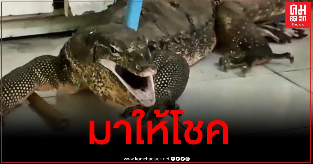 สาวแจ้งกู้ภัยจับวุ่นตัวเงินตัวทองบุกบ้าน คอหวยไม่พลาดแห่ส่องเลขทะเบียนบ้านเสี่ยงโชค
