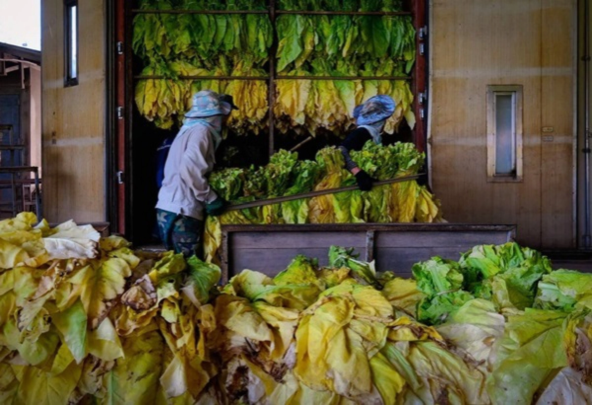 ส.ส. เพชรบูรณ์ร้องสภา เร่งแก้ปัญหาภาษียาสูบ และขยะล้นเขาค้อ