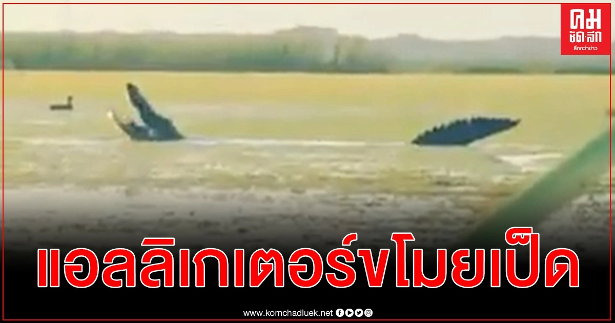 แอลลิเกเตอร์ยักษ์รู้จังหวะ โผล่เขมือบเป็ดที่นายพรานเพิ่งล่าได้ต่อหน้าต่อตา แอลลิเกเตอร์ยักษ์รู้จังหวะ โผล่เขมือบเป็ดที่นายพรานเพิ่งล่าได้ต่อหน้าต่อตา