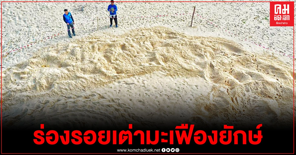 อ.ธรณ์โพสต์ภาพสุดฮือฮา เต่ามะเฟืองวางไข่รังที่ 7 ลุ้นทุบสถิติ ความมหัศจรรย์ของเต่าใหญ่ที่สุดในโลก