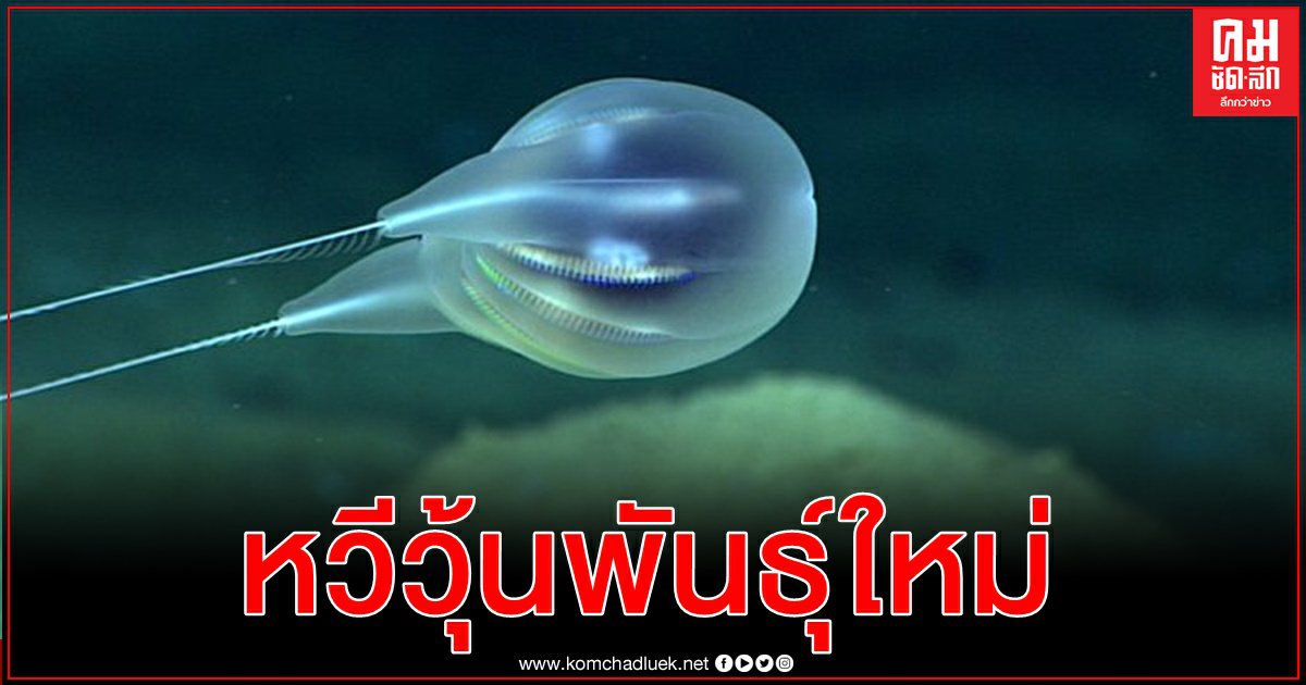 พบหวีวุ้นชนิดใหม่ใต้ทะเลลึก ชื่อทางการ  Duobrachium Sparksae คล้ายลูกโป่ง (คลิป)