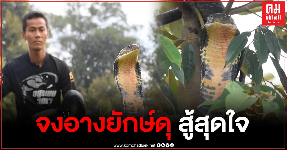 วินาทีระทึก จงอางยักษ์ยาว 4 เมตร เลื้อยเข้าสวนทุเรียน โดนสุนัขพันธุ์ไทย 9 ตัว รุมกัด ไม่ยอมสิ้นฤทธิ์ พุ่งฉกพร้อมสู้ตาย วินาทีระทึก จงอางยักษ์ยาว 4 เมตร เลื้อยเข้าสวนทุเรียน โดนสุนัขพันธุ์ไทย 9 ตัว รุมกัด ไม่ยอมสิ้นฤทธิ์ พุ่งฉกพร้อมสู้ตาย