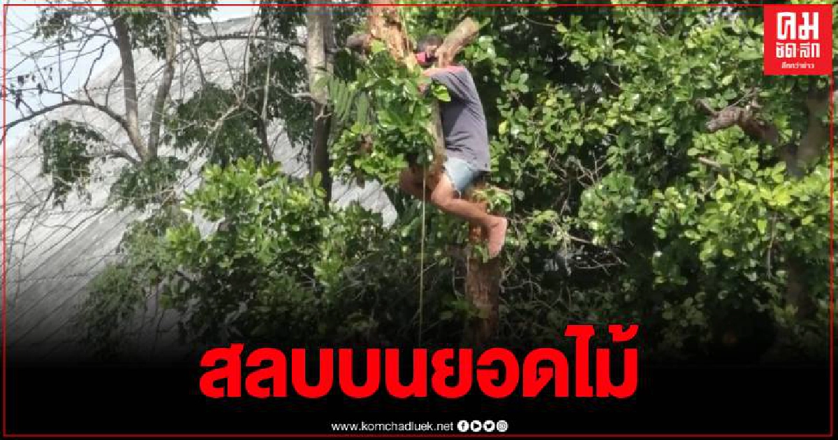 นาทีชีวิต กู้ภัยเร่งช่วย หนุ่มเป็นลมสลบคายอดไม้สูงกว่า 10 เมตร