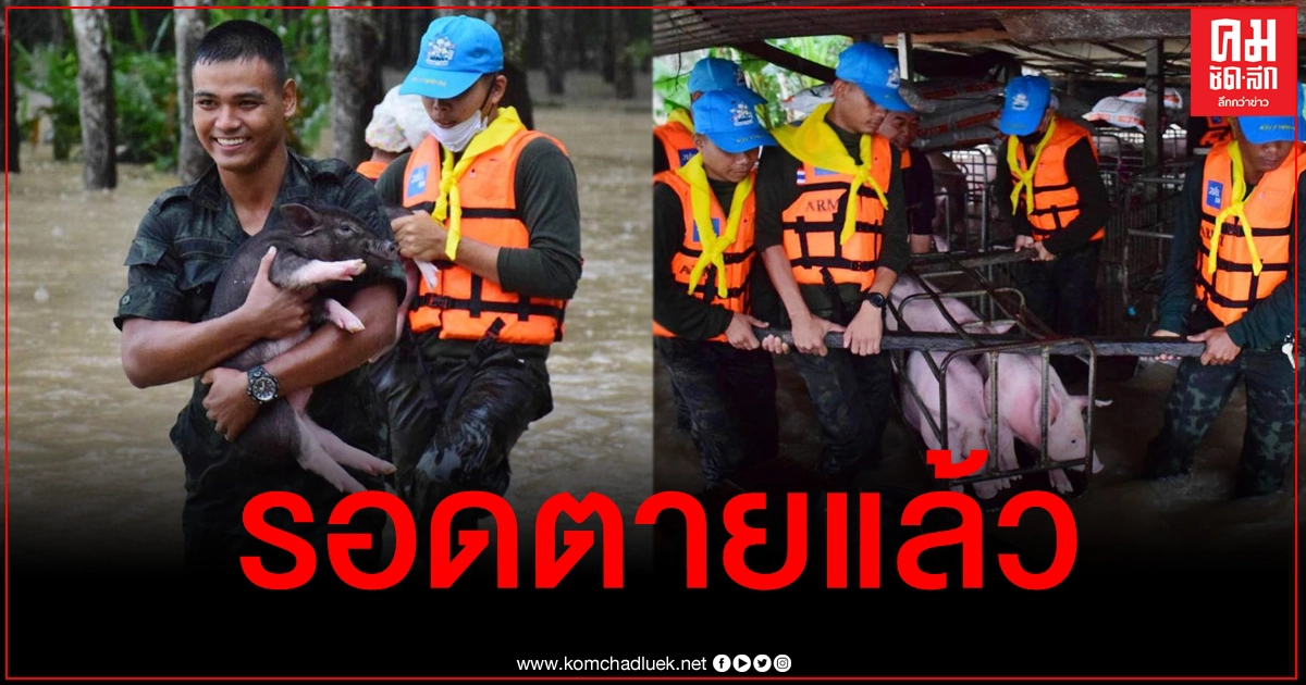 สัตว์ก็รักชีวิต พี่ทหารลุยน้ำท่วมช่วยหมู-หมาของชาวบ้าน ทั้งหามทั้งอุ้มอย่างทุลักทุเล สัตว์ก็รักชีวิต พี่ทหารลุยน้ำท่วมช่วยหมู-หมาของชาวบ้าน ทั้งหามทั้งอุ้มอย่างทุลักทุเล