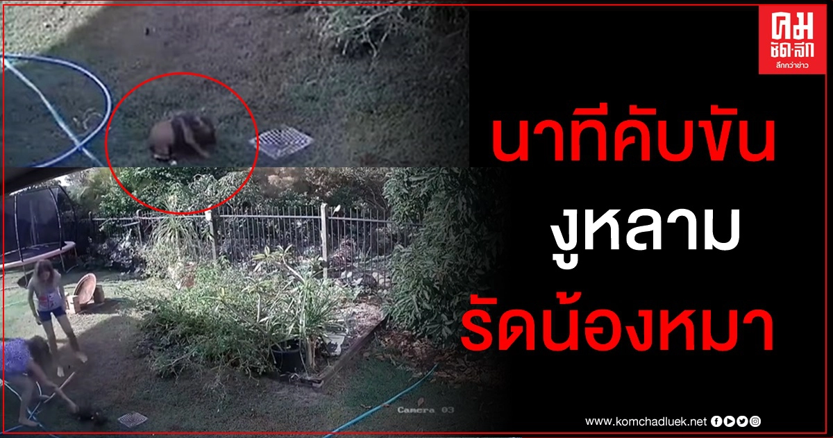 งูหลามพุ่งตัวจากพุ่มไม้รัดน้องหมาแบบสายฟ้าแลบ หญิงใจเด็ดช่วยด้วยมือเปล่า