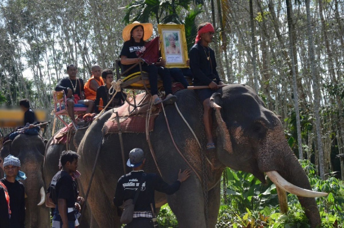 ฮือฮา ลุงเหม  เสี่ยเจ้าของฟาร์มช้าง นำขบวนช้าง 19 เชือก แห่ศพเมียเข้าวัด