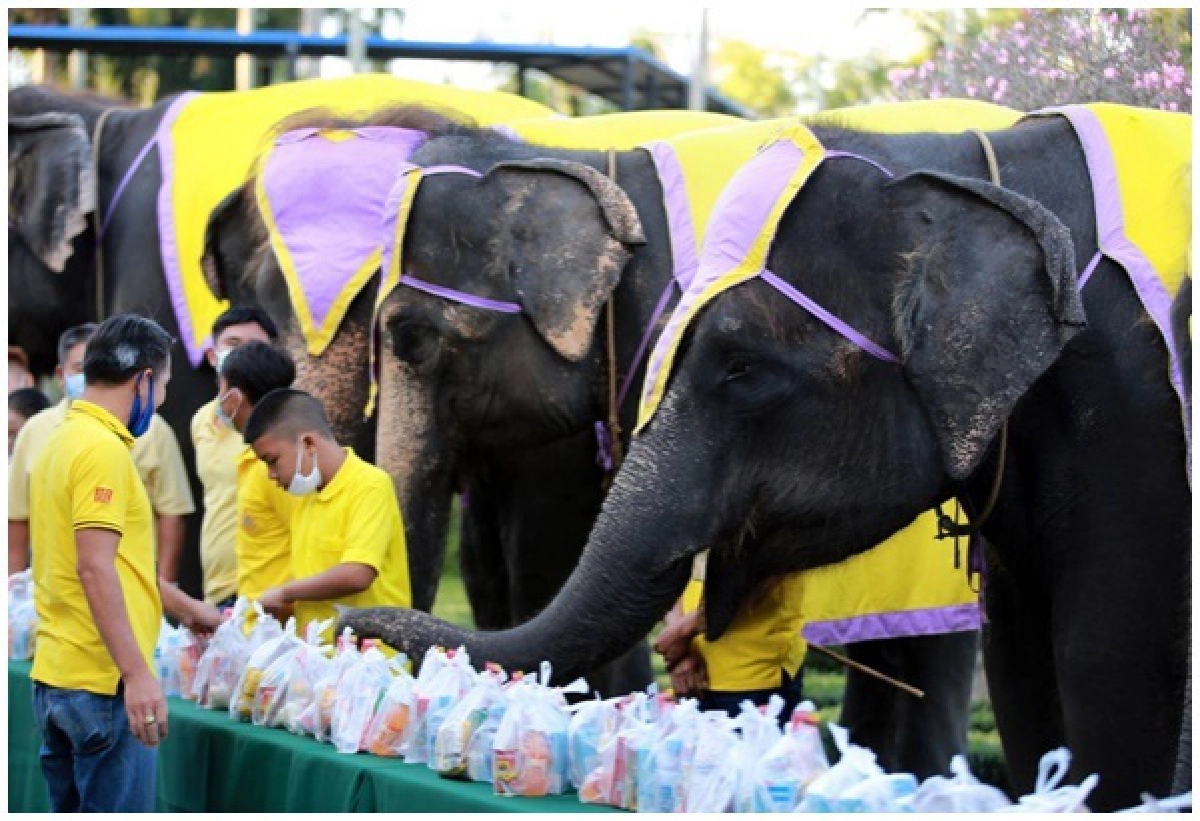 'สวนนงนุชพัทยา' ยึดหลักพอเพียง นำช้างแสนรู้ทำบุญ ถวายในหลวงรัชกาลที่ 9