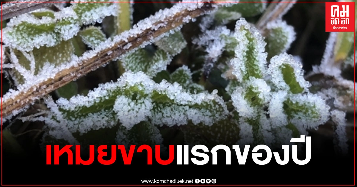 ดอยอินทนนท์ ประเดิมเหมยขาบแรกของปี กิ่วแม่ปานหนาว 3 องศา 