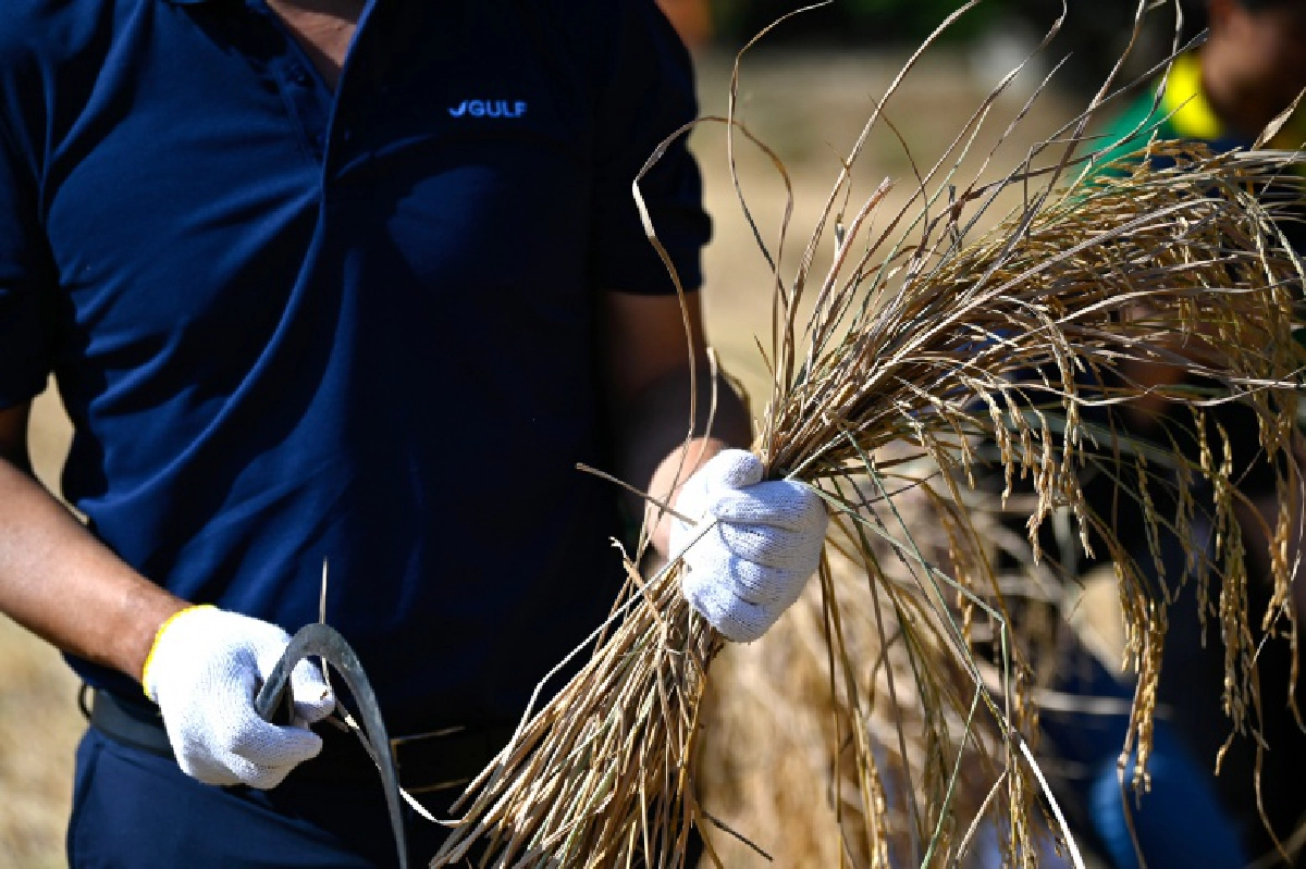  "กัลฟ์"  ร่วม  "สืบสานวิถีชาวนาไทย ร่วมใจลงแขกเกี่ยวข้าว"