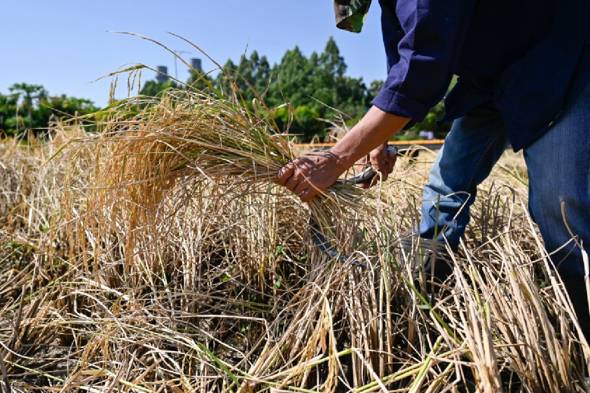  "กัลฟ์"  ร่วม  "สืบสานวิถีชาวนาไทย ร่วมใจลงแขกเกี่ยวข้าว"