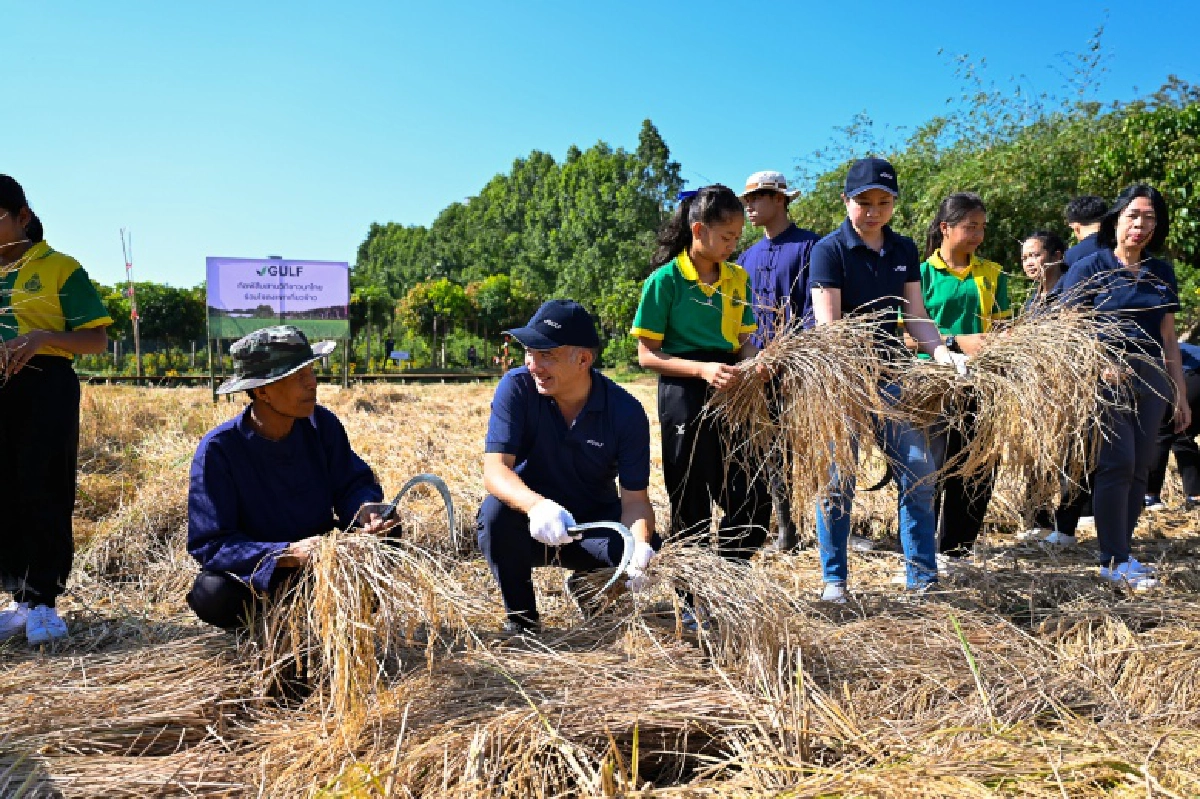  "กัลฟ์"  ร่วม  "สืบสานวิถีชาวนาไทย ร่วมใจลงแขกเกี่ยวข้าว"
