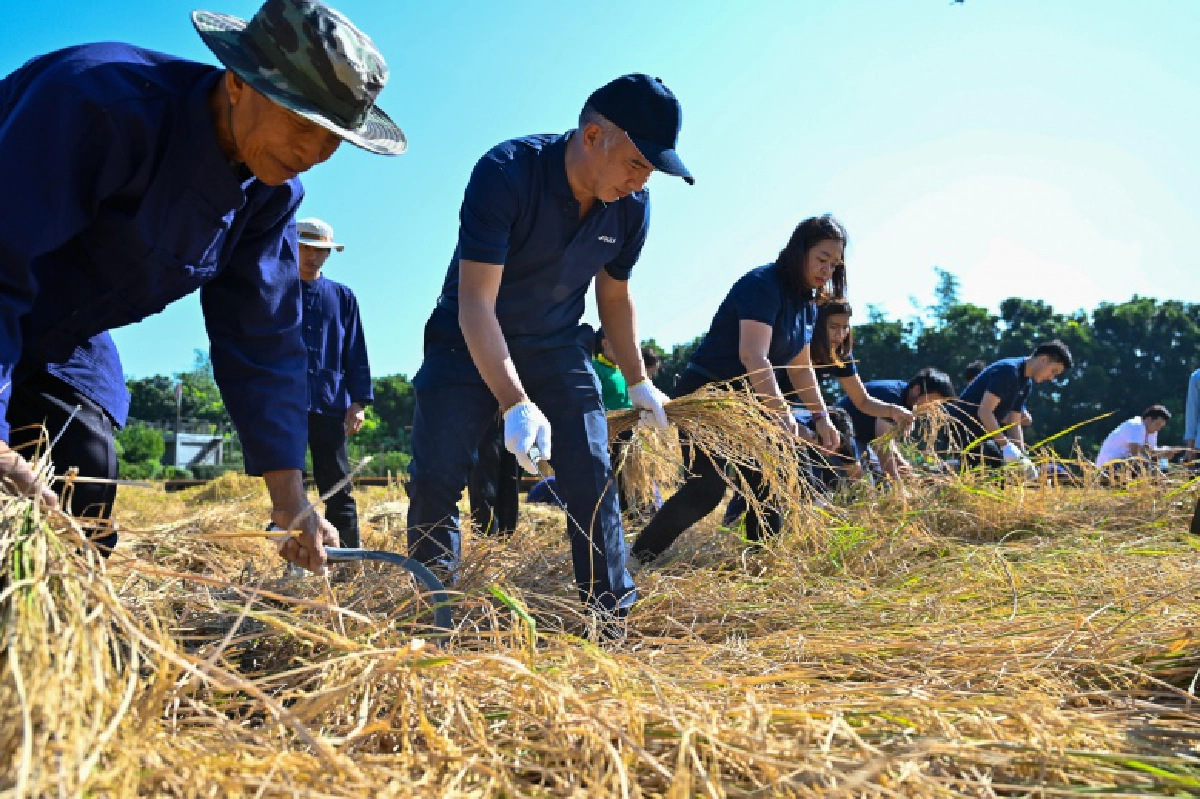  "กัลฟ์"  ร่วม  "สืบสานวิถีชาวนาไทย ร่วมใจลงแขกเกี่ยวข้าว"