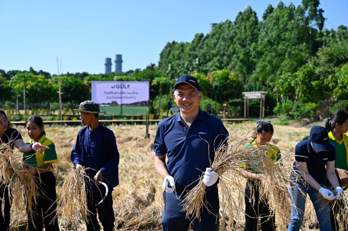  "กัลฟ์"  ร่วม  "สืบสานวิถีชาวนาไทย ร่วมใจลงแขกเกี่ยวข้าว"