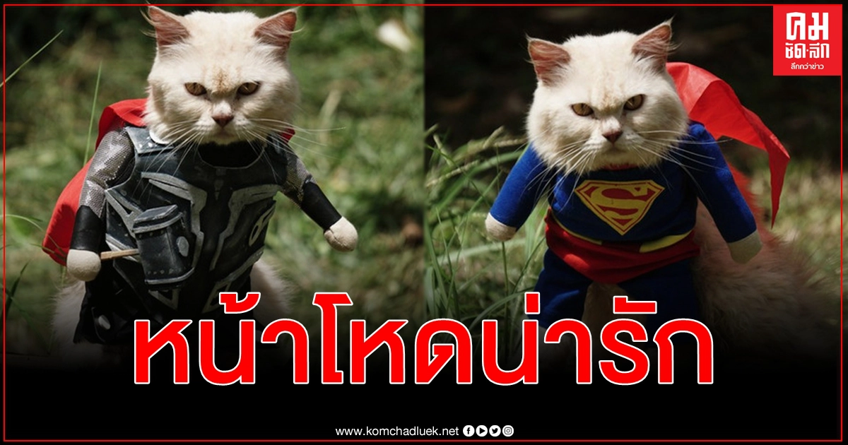 พลิกวิกฤติโควิด-19 เหมียวหน้าโหดเปิดโหมดน่ารักทำเงินเสื้อผ้าหลากสไตล์ขายดีบนโลกออนไลน์ พลิกวิกฤติโควิด-19 เหมียวหน้าโหดเปิดโหมดน่ารักทำเงินเสื้อผ้าหลากสไตล์ขายดีบนโลกออนไลน์